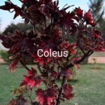 Coleus